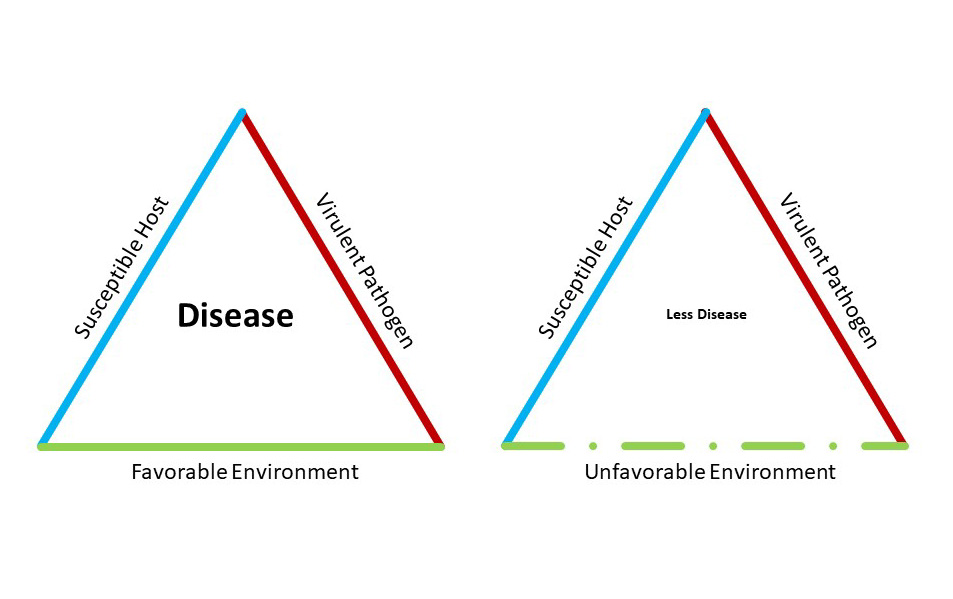 epidemiological triangle